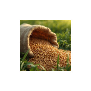 Foxtail Millets 1kg