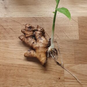 Ginger (100g)